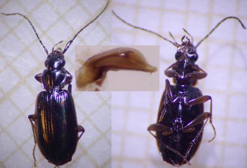Badister collaris